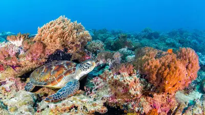 Green turtle on a coral garden