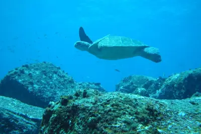 Turtle