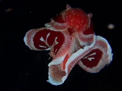 Spanish dancer nudibranch