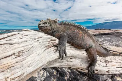 Iguana