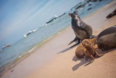 Sealions