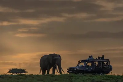 Elephant and game-drive vehicle at dusk
