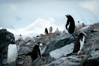 Gentoo penguins, Danco Island