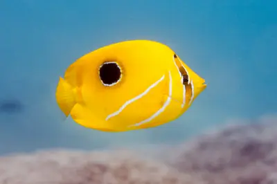 Butterflyfish on the reef