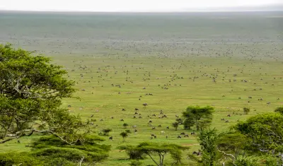 Calving-season herds on the short-grass plains