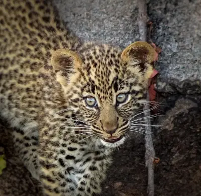 Leopard cub