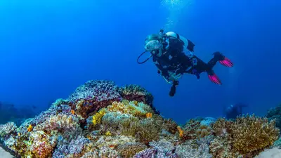 Diver over a hard-coral reef