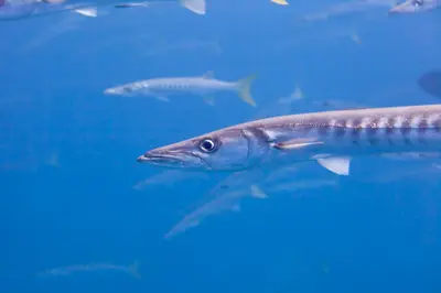 Barracuda patrolling the reef