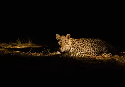 Leopard spotted on a night drive