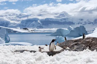 Gentoo penguins on the Antarctic Peninsula