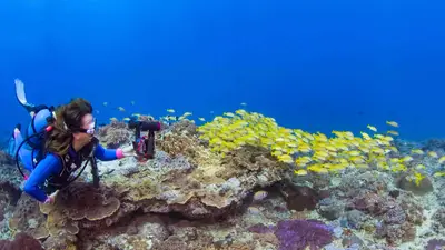 Diver alongside a school of snappers
