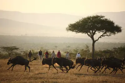Wildebeest running past walkers