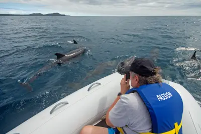 Dolphin spotting