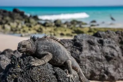 Iguana