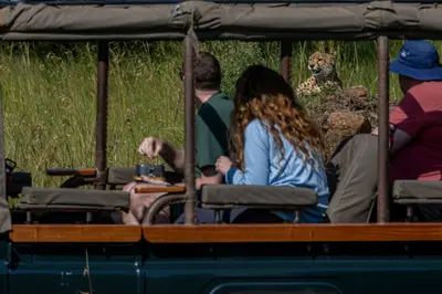 Cheetah sighting on a game drive