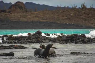 Sealions