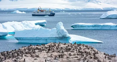 Gentoo penguin colony with Ocean Nova offshore