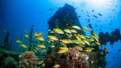 Reef fish swarming a coral pinnacle