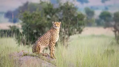Cheetah on a kopje