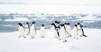 Adélie penguins on sea ice
