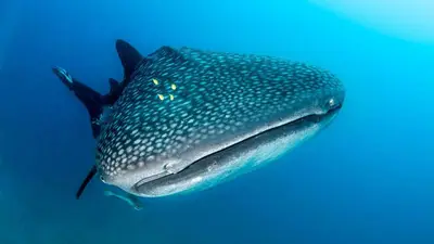 Whale shark (seasonal, Jan–Mar)