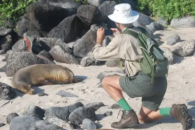 Sealions