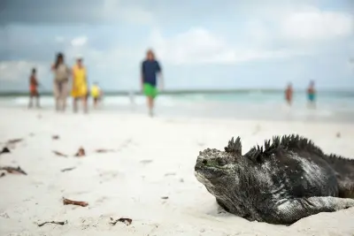 Iguana