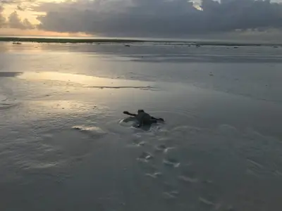 Turtle hatchling on Matemwe beach