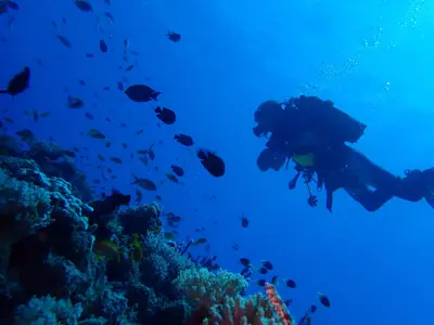 Diver on the Mnemba reef wall