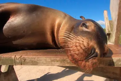 Sealions