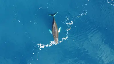 Drone view of a whale surfacing