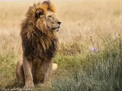 Black-maned lion on the crater floor