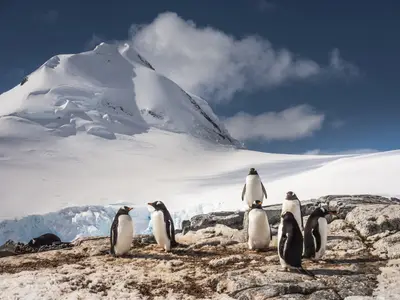 Gentoo penguins