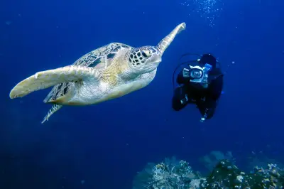 Turtle encounter on a dive
