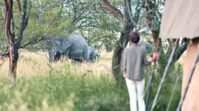 Elephant passing right by the tent