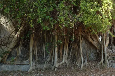 Banyan-strangled ruins on Chole Island
