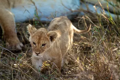 Lion cub in the grass