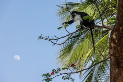 Colobus monkey in the palms