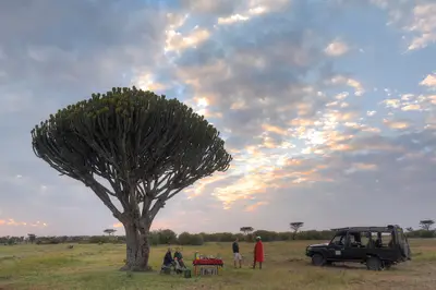 Breakfast under a candelabra tree