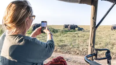 Elephants on a game drive