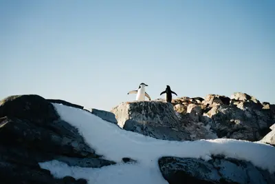 Penguins on a snowy ridge