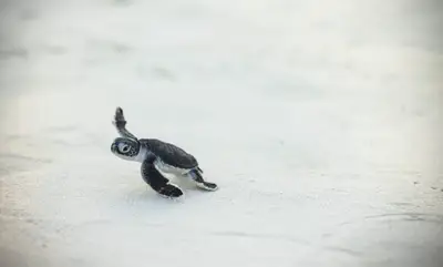 Turtle hatchling on the beach
