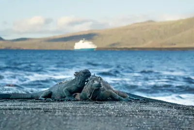 Marine Iguana