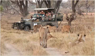 Lion pride beside the game-drive vehicle