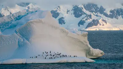 Gentoo penguins on Danco Island