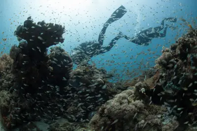 Divers among glassfish on the wall