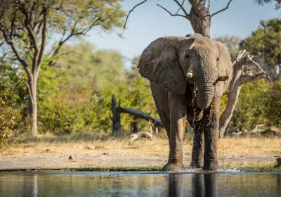 Elephant drinking at the Khwai River