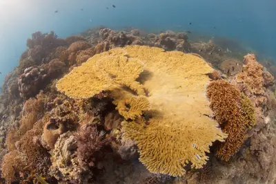 Giant fan coral in Mafia Island Marine Park