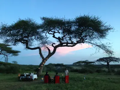 Bush dinner beneath an acacia at sunset
