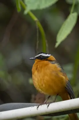 White-browed robin-chat in the garden